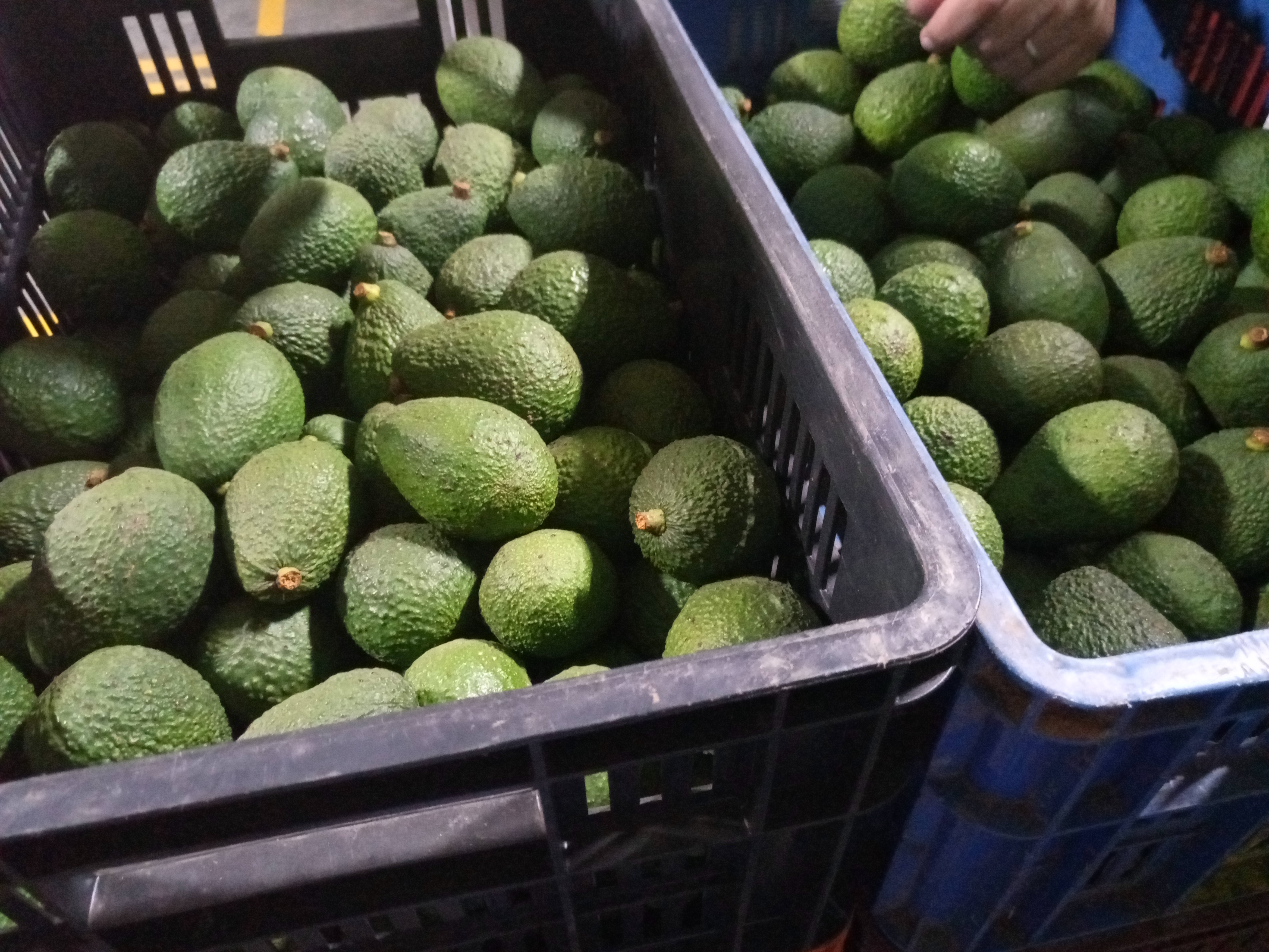 Fruta fresca Dorado División